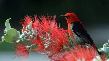 birds-that-eat-mosquitoes-and-bad-garden-bugs