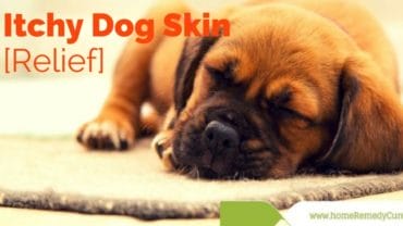 home-remedies-itchydog-skin-relief